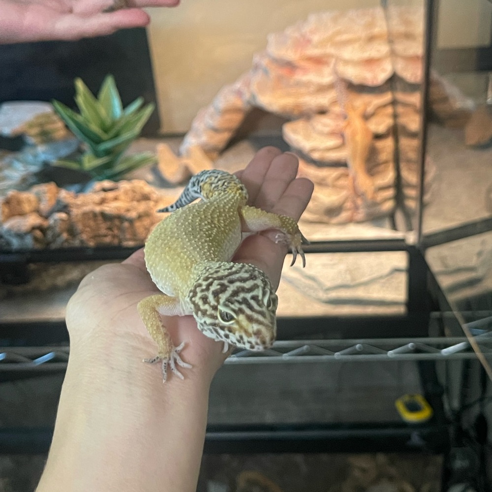 Meet your Posher, Justice